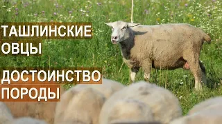 Достоинства ташлинской породы овец. Фермер Тимофеев В.К.