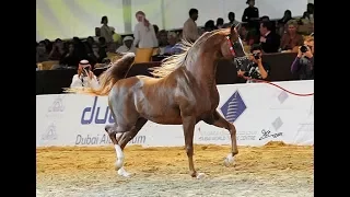 SPARTACUS TO - Qatar - International Arabian Horse Show   2016