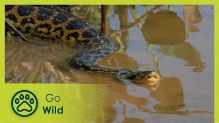 The Pantanal: Brazil’s Wild Heart - Wildest Latin America - Go Wild