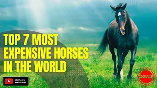 The World's Most Expensive Horses: A Look at the Most Valuable Equine Athletes