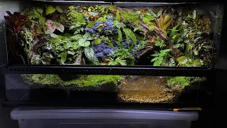 PALUDARIUM TUTORIAL | Step by step