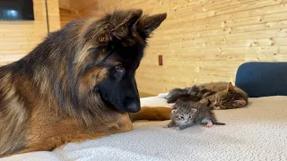 German Shepherd Meets Kittens For The First Time
