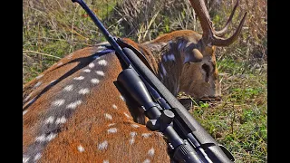 Axis Deer Hunting West Texas
