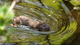 Cute swimming Brown Rat 泳ぐドブネズミさん途中から潜水・野毛山動物園