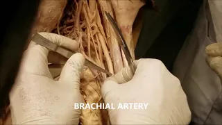 BRACHIUM Muscles Nerves Arteries Veins and Clinical Aspects – Sanjoy Sanyal