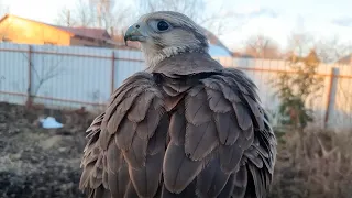 Saker Falcon CALL / Watch out LOUD / birds of Prey