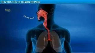 CBSE X Life Processes - Respiration in Human Beings