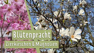 Tipps für Zierkirschen und Magnolien | MDR Garten