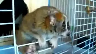 Очень быстрый  и прикольный Лемур! Very fast and cool Lemur!