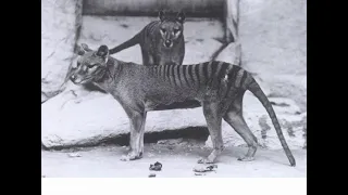 Thylacine in colour