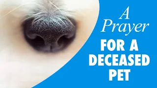 A Prayer For A Deceased Pet