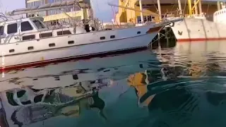 This cheeky Beluga whale steals this man GoPro! 😲🐳