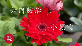 【彬彬有院】花 •457《如何防治室内花卉小黑飞》，我们从6个部分来细说，如果这几个方面都注意到了，一定不会有这样的情况发生