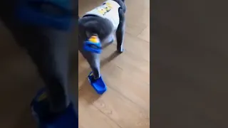 Funny Dog wearing Slippers - Dog Doing Cat Walk #Shorts