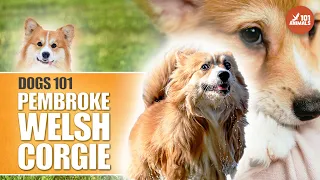 Discover Pembroke Welsh CORGI - Personality 101 Dog Breed