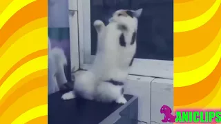 Cats Dancing To Music ✯ Funny Cats Compilation