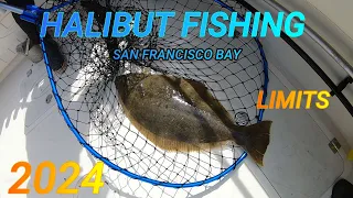 HALIBUT FISHING SF BAY 2024 limits👍🎣💯🔥