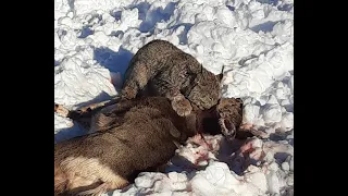 Yukon Lynx Takes Down a Mule Deer- The Aftermath