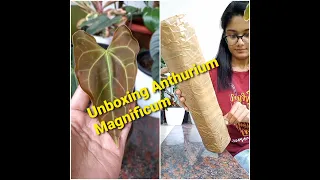 Unboxing Anthurium Magnificum #unboxingvideo #plantunboxing #unboxing #plantvideos #exoticplant
