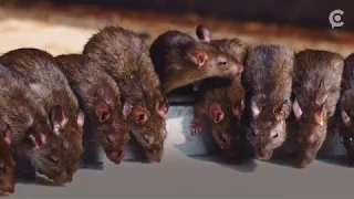 This temple in India is infested with rats