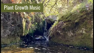 Music for Plants Happiness and Their Overall Health | Plant Growth Music!