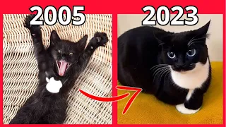 Evolution of Maxwell the Cat Meme 🐱 Part 2