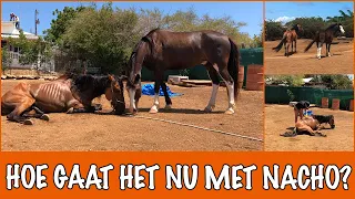 Het verhaal van Nacho het paard! | DierenpraatTV