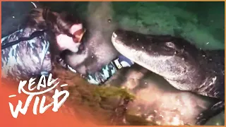 Swimming With Alligators In Deep Marshes (Wildlife Documentary) | Savage Wild