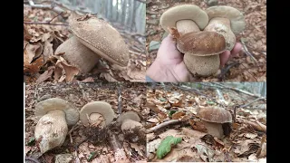 New jewels at the park of the hundred lakes - king boletus, funghi porcini, July 2023