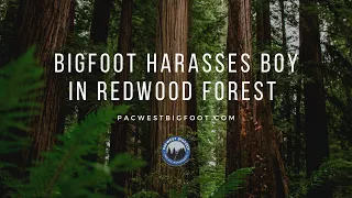 Bigfoot Harasses Boy In Redwoods Back In 71'