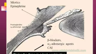 Glaucoma Drug Therapy