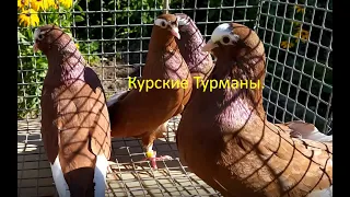 Курские Турманы!