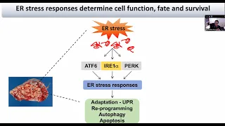 "Stress Management in Intratumoral Immune Cells" by Dr. Juan Cubillos-Ruiz