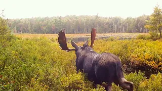 (3) Adirondack Moose, Bull from 2019 to 2024