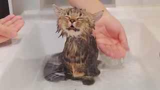 Kitten First Bath (???Happy or Not???) - Day 83 @ Baby Kittens Day 1 to Day 100 Lucky Pawison