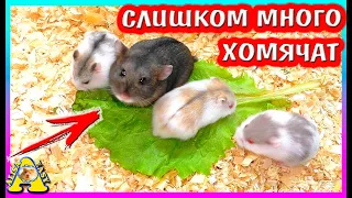 Куда мы денем так много хомячат? / Кого из хомки кэмпбелла оставим?  / робороского / Alisa Easy Pets