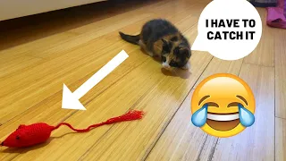 My Funny Cat Loves Playing With Fishing Rod | YUFUS