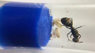 Кампонотус париус (Camponotus parius), возвращение легенды)
