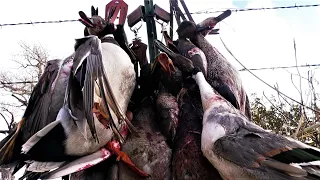 Mixed Bag Duck Hunting over Water