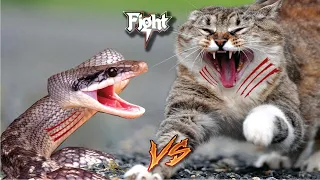 cat vs snake real fight. cat vs Cobra Snake Epic Battle. Cats Vs Snake / Compilation.