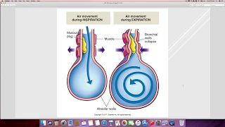 8. BIO 105 Altered Ventilation, Diffusion, Elimination