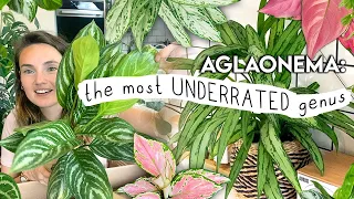 this will make you buy more plants... AGLAONEMA Collection Tour, Unboxing + Tips 🌱