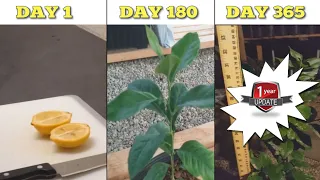 How To Grow a Lemon Tree from Seed (1 year update)