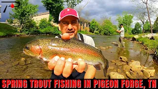 TN Spring Trout Fishing In Pigeon Forge