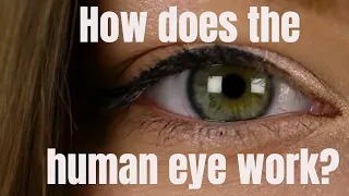 How does the human eye work?