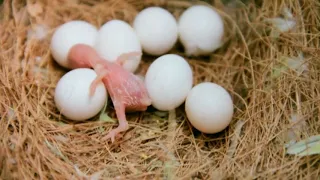 How Much Time Does It Take For A Budgie Egg To Hatch