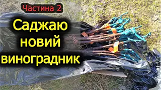 Закладаю новий виноградник (ч. 2). Виноград 2024