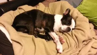 Boston terrier wakes himself up with a big snore