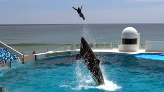 Kamogawa Sea World Orca Performance【4K】