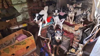 Эвакуация  собак из ада| Кулунда| 1 серия|Первые сутки спасения двадцати голодающих собак|Dog Rescue
